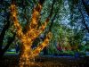 Lichtinstallation Outdoor Außenfläche Baum Kunst Light Ausstellung